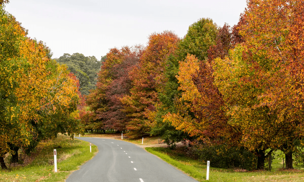Wangaratta self-guided audio driving tours