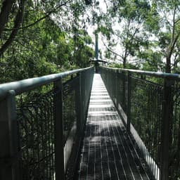 Illawarra Fly Treetop Adventures