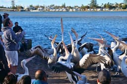 Pelican Feeding Show