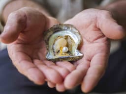 Broken Bay Pearl Farm (Oysters Fav)